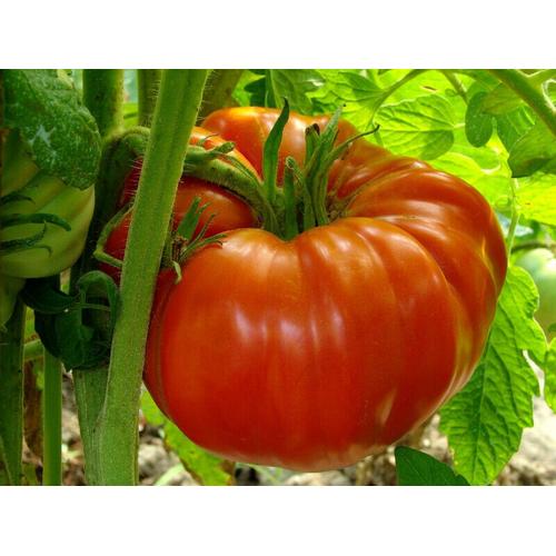 50 Graines De Tomate Buffalo Steak Méthode Bio Seed Plante Légume Ancien Potager