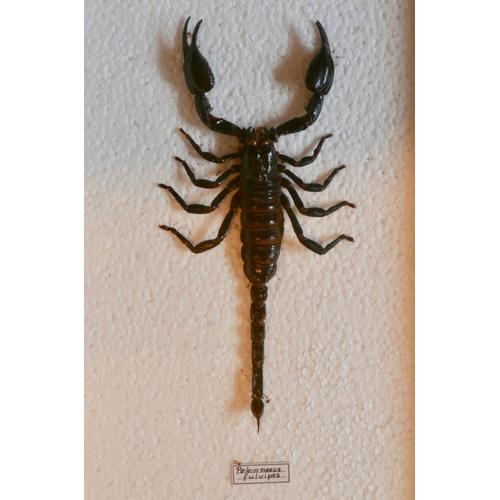 Scorpion Géant. Palamnaeus Fulvipes.