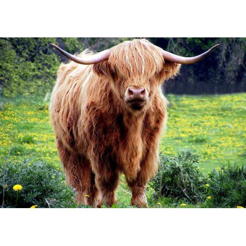 Vache Des Highlands - Puzzle 12 Pièces