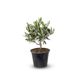 Olivier Europaea - Arbuste Méditerranéen - 25-30 Cm - Pot 14 Cm - Plante D'extérieur