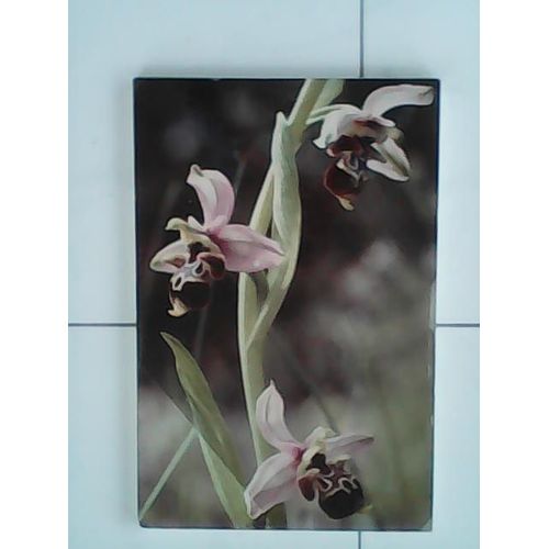 Photo Orchidée sur bois de R.Voet