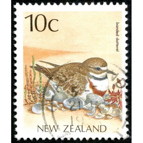 Timbre Oblitéré New Zealand, Banded Dotterel, 10c
