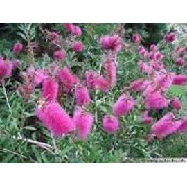 Rince Bouteille Fushia Rose,200 Graines