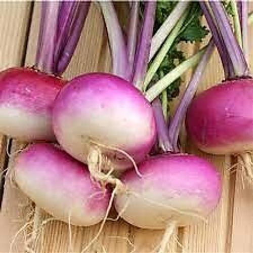 Navet De Milan Rouge Extra Hâtif Bio Vilmorin