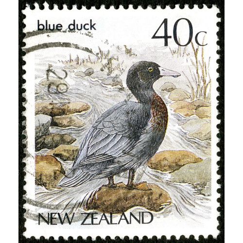 Timbre Oblitéré New Zealand, Blue Duck, 40 C