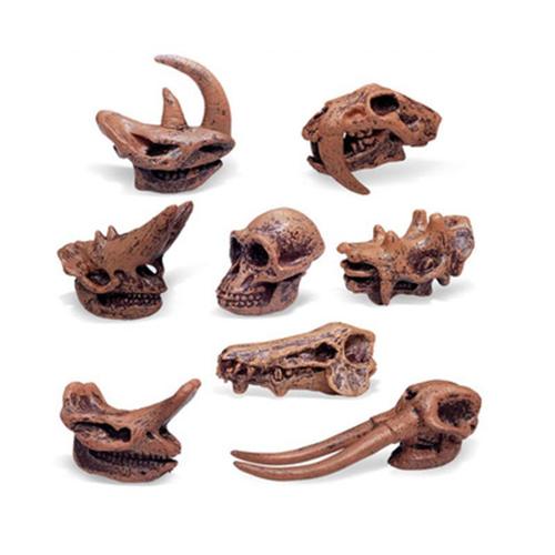 Jouets Pour Enfants, Crâne De Tyrannosaure, Fossile, Astronomie, Modèle Préhistorique De Dinosaure, Jeu Éducatif Scientifique