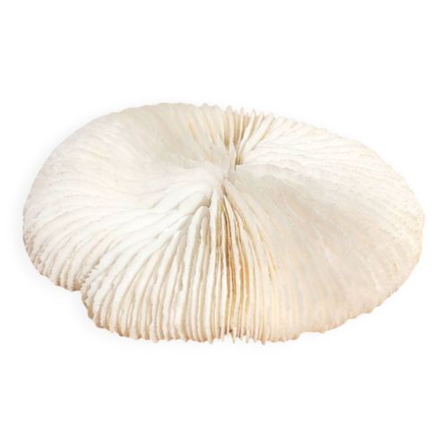 Corail ancien Fungia ou Coussin de requin blanc