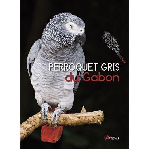 Perroquet Gris Du Gabon