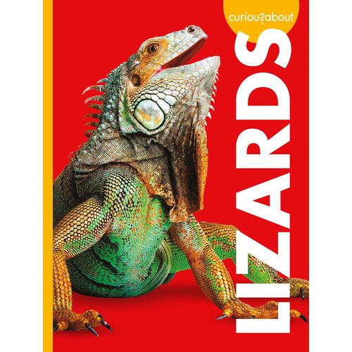 Curious About Lizards