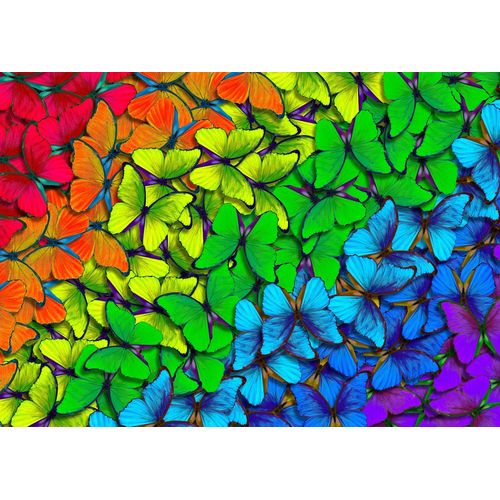 Rainbow Butterflies - Puzzle 1000 Pièces