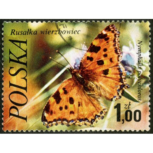 Timbre Oblitéré Polska, Rusalka Wierzbowiec, Nymphalis Polychloros, 1.00 Zl