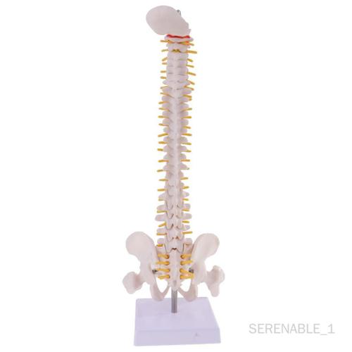 45cm Humain Anatomique Colonne Vertébrale avec Pelvienne Flexible Médical Apprendre Secours
