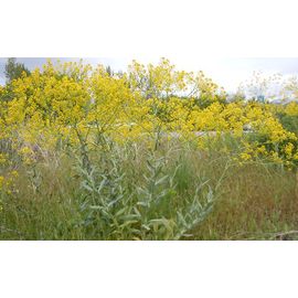 Pastels Des Teinturiers (Isatis Tinctoria) 25 Graines