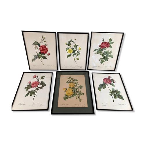 Lot de six reproductions encadres de roses illustrations de PJ Redout multicolore