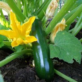 Vilmorin Graines de Légumes Courgette Verte Petite d'Alger, 5 g