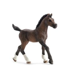Horse Club Poulain Arabe