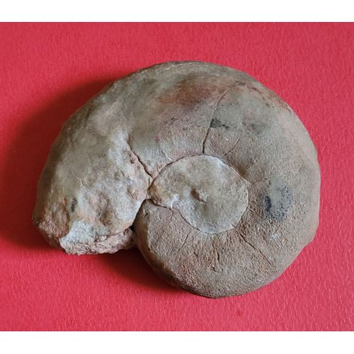 Très Joli Nautile Fossilisé
