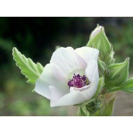 150 Graines De Guimauve Officinale Méthode Bio Fleur Vivace Mellifère Médicinale