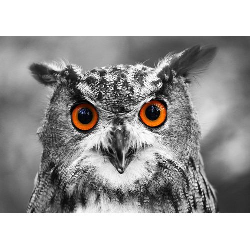 Hibou Curieux - Puzzle 1000 Pièces