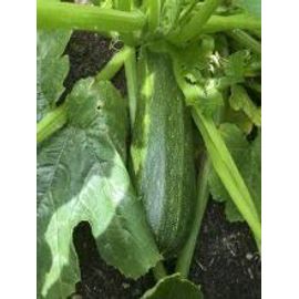 Courgette Mélange De Couleur 5 Graines