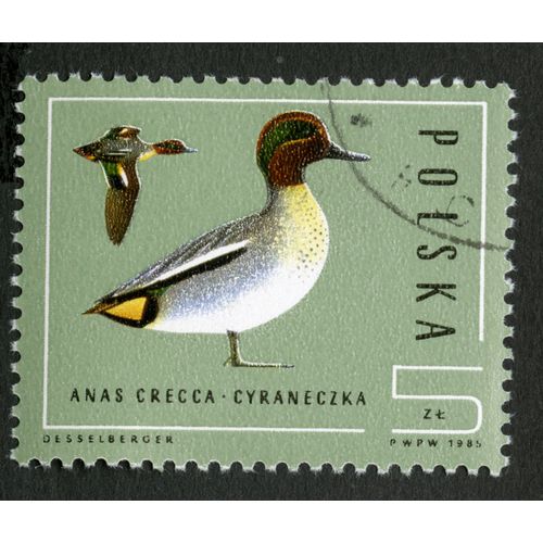 Timbre Oblitéré Polska , Anas Crecca,Cyraneczka,1985,Desselberger,5 Zl