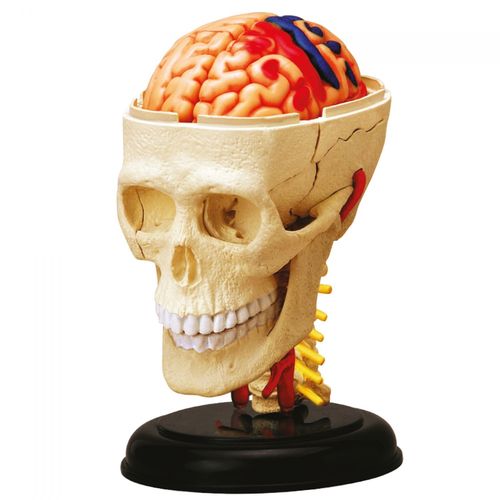 Permanent Mixte Bte/Explora Anatomie Crane Et Cerve
