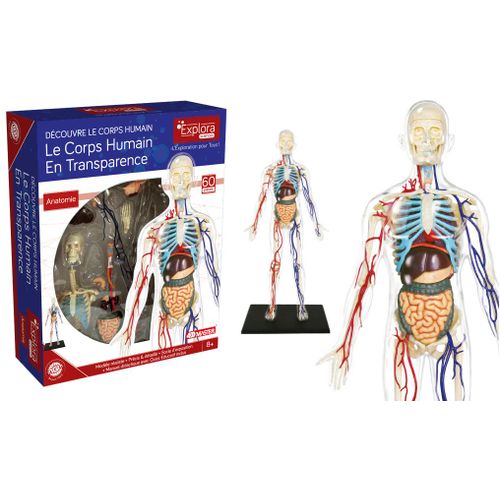 Permanent Mixte Bte/Explora Anatomie Squelette Corp