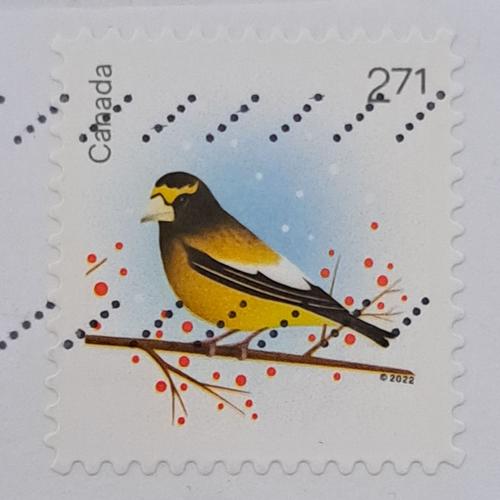 Timbre Canada 2022 #3367a Gros-Bec Canadien Dans Série Oiseaux Des Fêtes 2,71 $