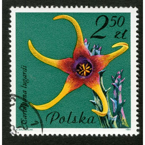 Timbre Oblitéré Polska,Caralluma Lugardi,Balcerzak,1981,2,50 Zl