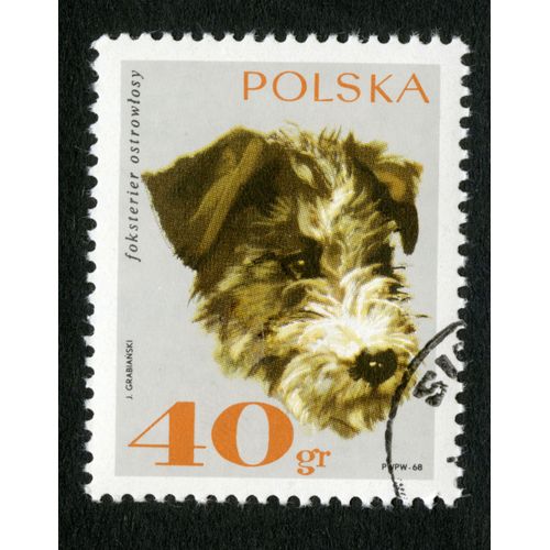 Timbre Oblitéré Polska,1968,Foksterier Ostrowlosy,Grabianski,40 Gr