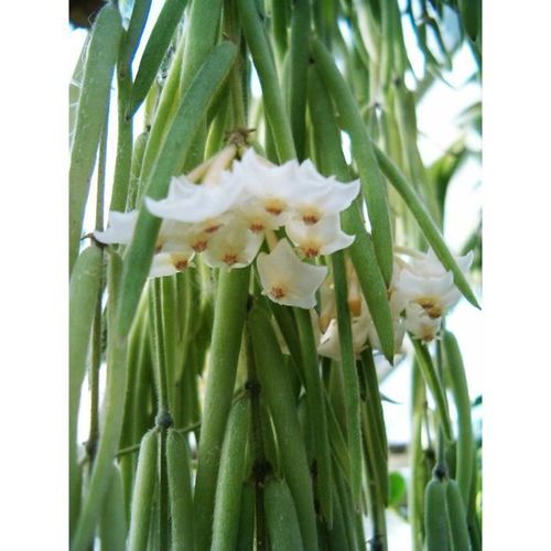 HOYA LINEARIS FIORE DI CERA VASO 14CM Bianco