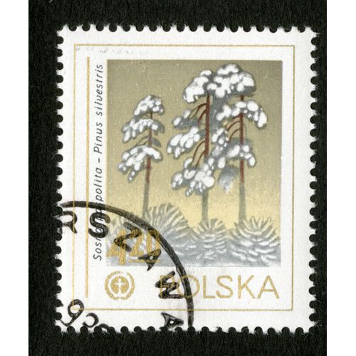 Timbre Oblitéré Polska, Sosna Pospolita, Pinus Silvestris, 4,20