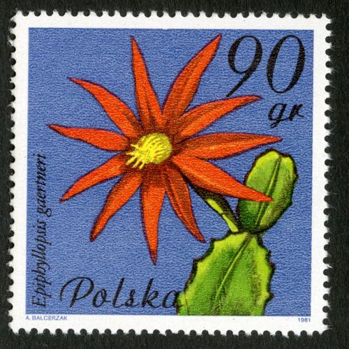 Timbre Non Oblitéré Polska, Epiphyllopsis Gaertneri, Balcerzak, 1981, 90 Gr