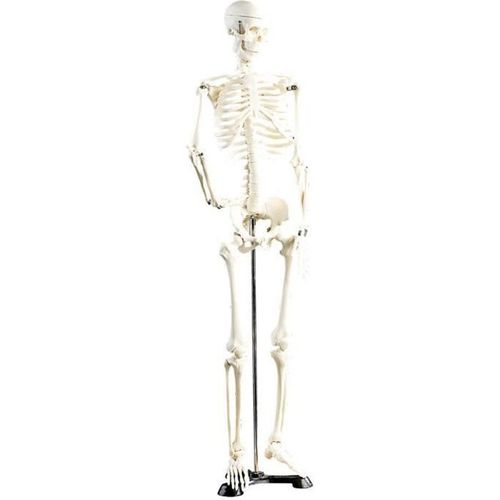Squelette articulé 85 CM