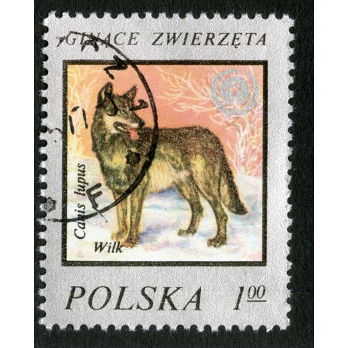 Timbre Oblitéré Polska, Canis Lupus, Wilk, Ginace Zwierzeta, 1,00