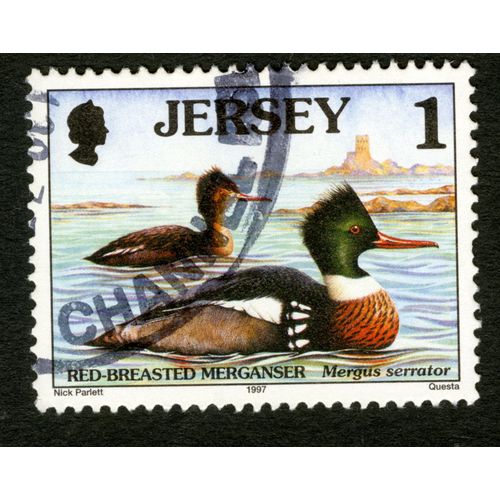 Timbre Oblitéré Jersey , Red-Breasted Merganser, Mergus Serrator, 1997, Questa, 1