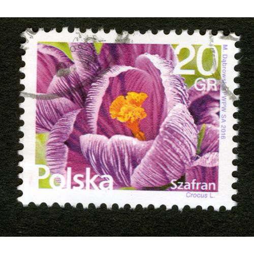 Timbre Oblitéré Polska, Szafran, Crocus L., Dabrowska , 2016, 20 Gr