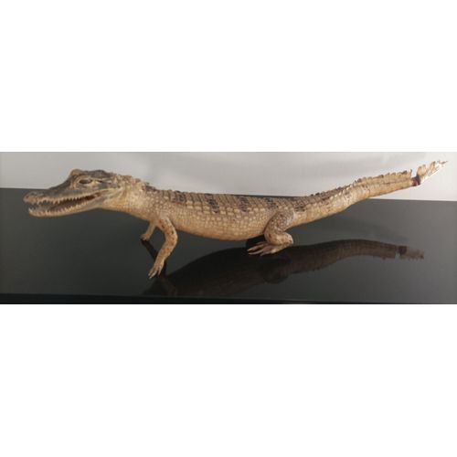 Taxidermie (Rare / Véritable Jeune Croco.) 66cm - Boutique Axonalix