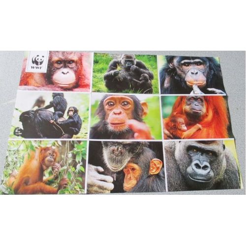 Fiche Wwf 140179-1663 Avec 9 Images De Grands Singes Dont L'espèce Est Menacée : Chimpanzés - Orangs-Outans - Gorilles De Montagne - 20x42cm- Peut S'afficher En Poster Ou Se Découper Image Par Image