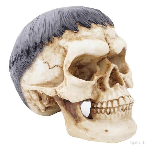 Réplique de crâne humain. Réplique réaliste de crâne humain en plâtre de  Paris grandeur nature. -  France