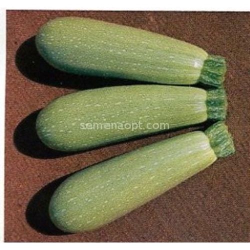 Graine Courgette Asma F1