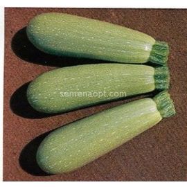 Graine Courgette Asma F1