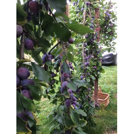 Confiture De Figues Et  Prunes Bio Faite Maison En Septembre 2024