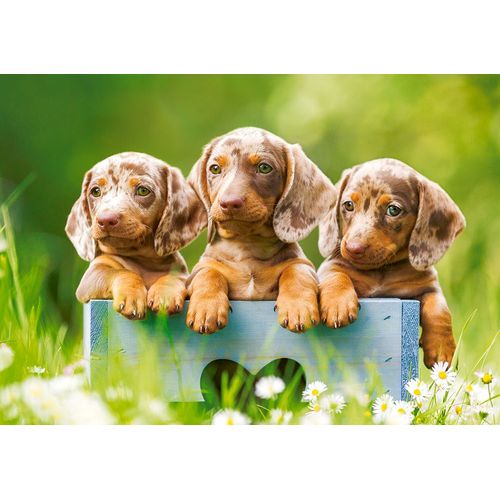 Mignons Chiots - Puzzle 500 Pièces