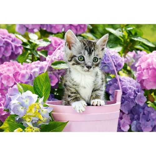 Chaton Dans Le Pot - Puzzle 1500 Pièces