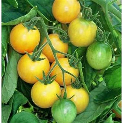 Graine Tomate Gold Nugget (Cerise Jaune)