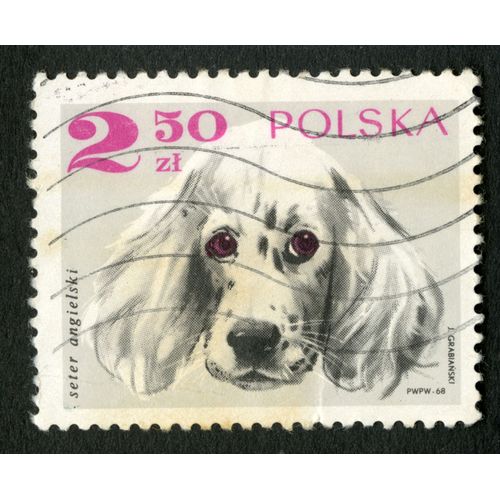 Timbre Oblitéré Polska, Seter Angielski, Grabianski, 1968, 2,50 Zl