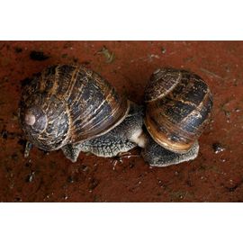 10 Escargot Petit Gris Pour Élevage