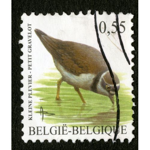 Timbre Oblitéré Belgie, Belgique, Kleine Plevier, Petit Gravelot, 0,55