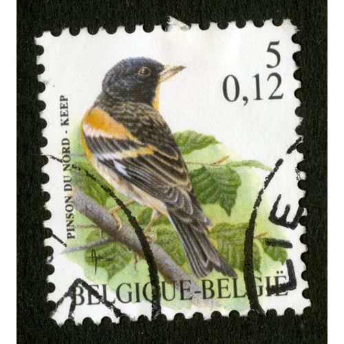 Timbre Oblitéré Belgique, Belgie, Pinson Du Nord, Keep, 0,12